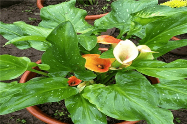 Common Calla Lily