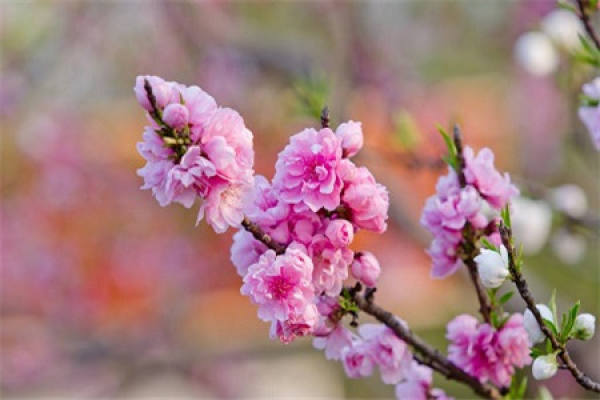 Peach blossom