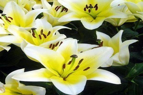 Perfume Lily