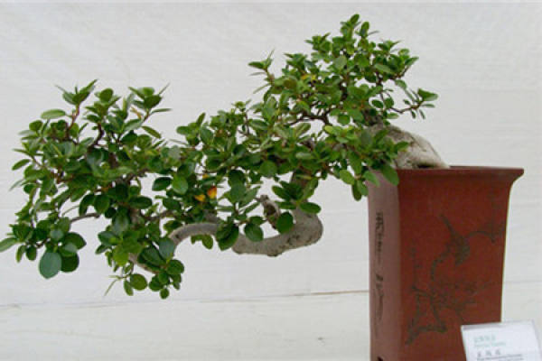Jin Qian Rong