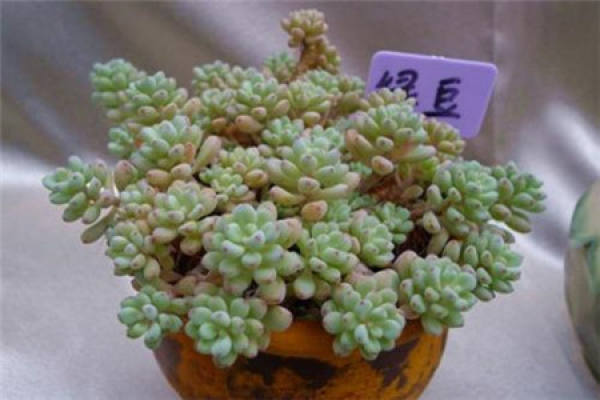 Mung bean
