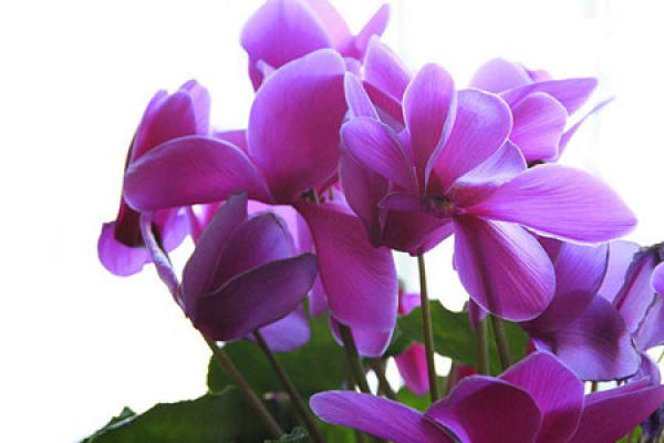 Cyclamen