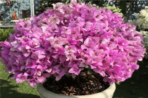 Bougainvillea