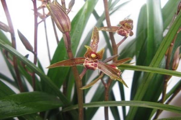 Cymbidium