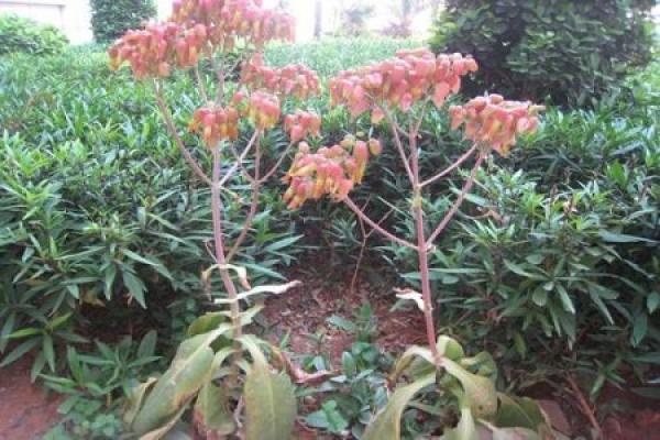 Take root in the ground