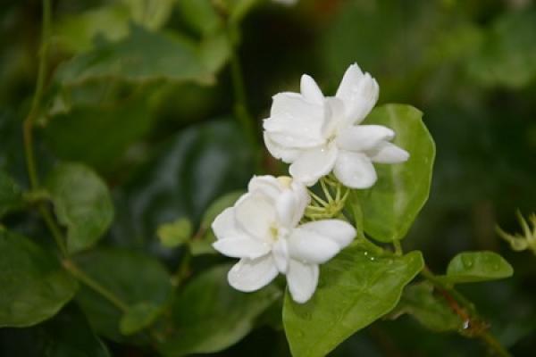 Jasmine