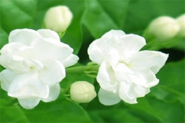 Jasmine