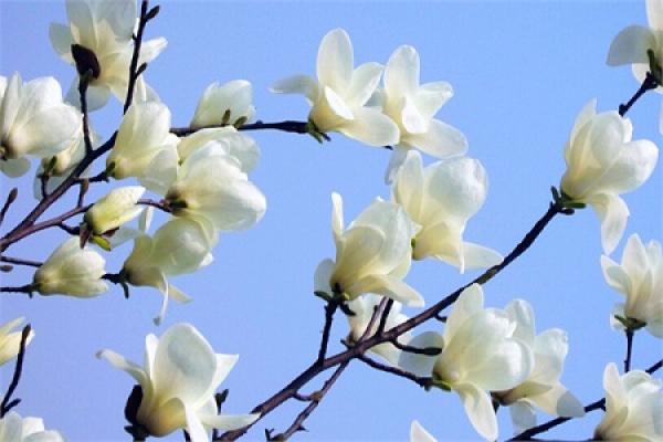 beautiful magnolia