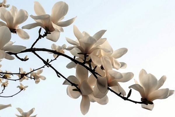 beautiful magnolia