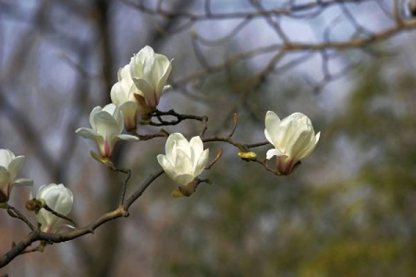 Magnolia denudata