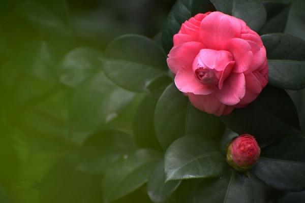 beautiful Camellia
