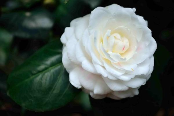 Camellia