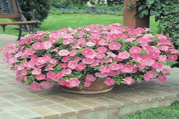 Petunia hybrida
