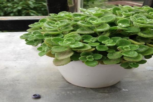 Toupingxiang