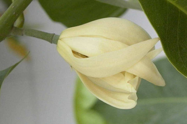 beautiful yellow horned orchid