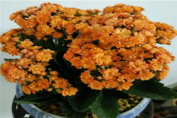 Jonquil