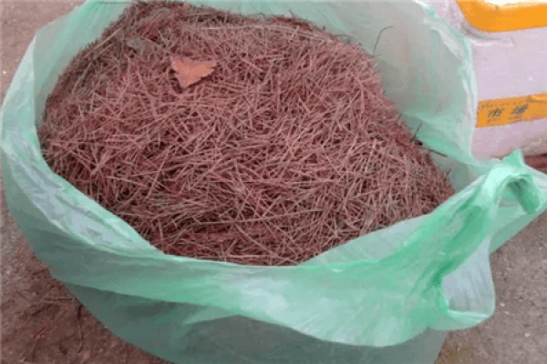 Pine Needle