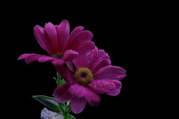Cineraria