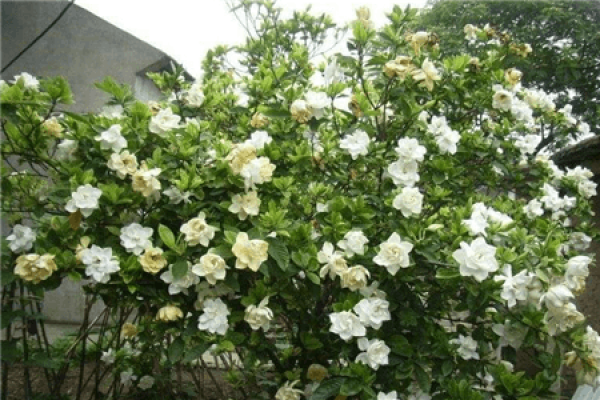 Gardenia