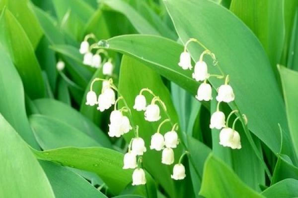 Convallaria