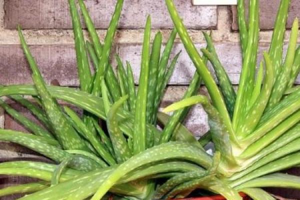 beautiful Chinese aloe