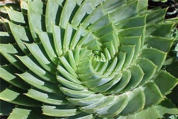 Chinese aloe