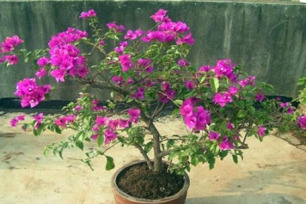 beautiful triangle plum