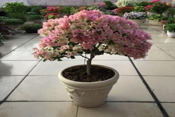 Bougainvillea