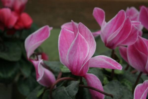 Cyclamen