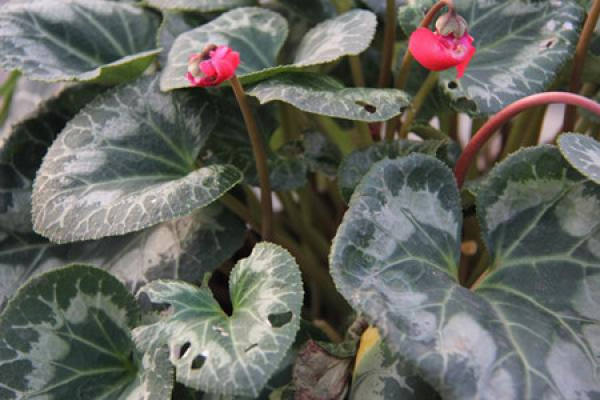 Cyclamen