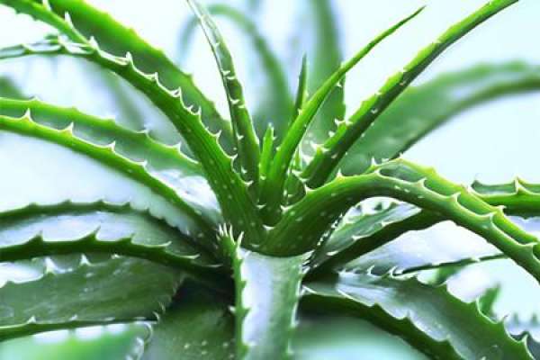 Beautiful Chinese Aloe