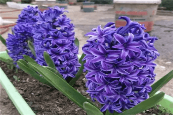 Beautiful hyacinth