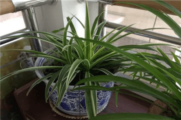 Chlorophytum comosum