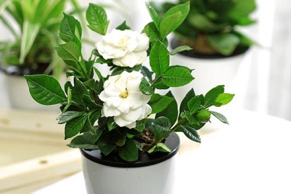 Gardenia