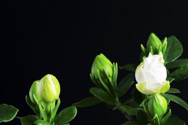 Gardenia