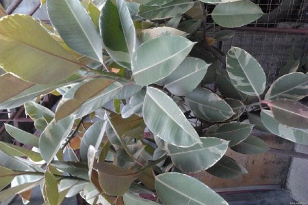 Rubber Tree