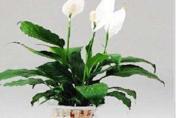 White Palm
