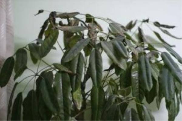 beautiful Spathiphyllum