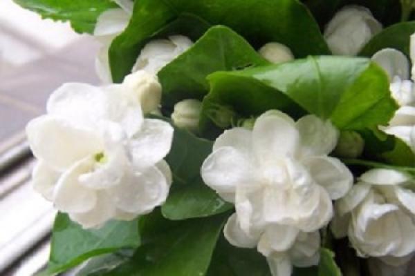 Gardenia jasminoides