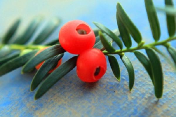 Taxus chinensis