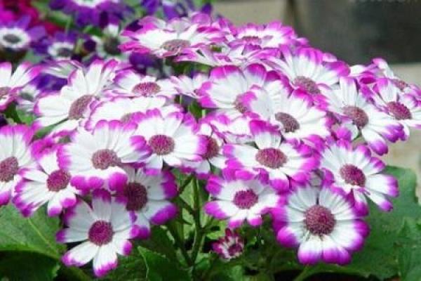 Cineraria