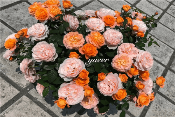 Chinese rose
