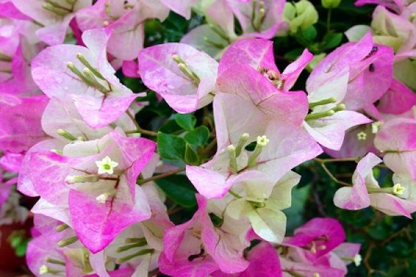 Bougainvillea
