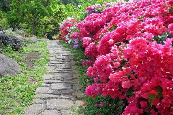 beautiful triangle plum