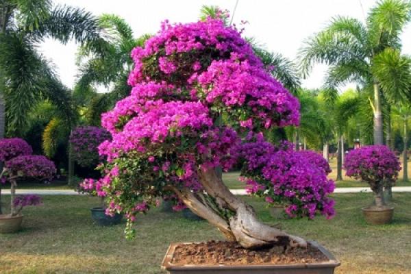 beautiful triangle plum