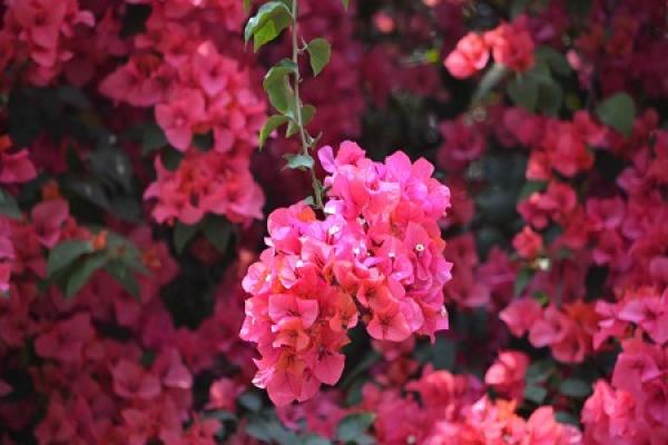 Bougainvillea