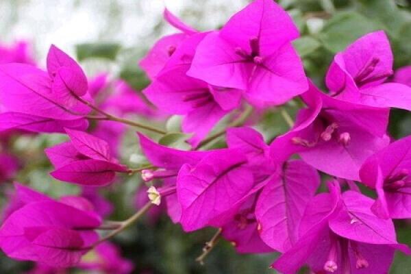 beautiful triangle plum