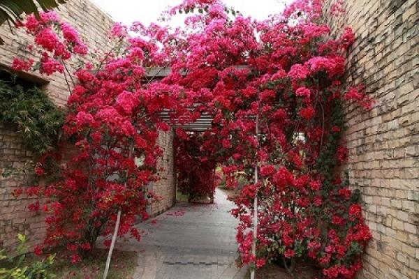 Bougainvillea