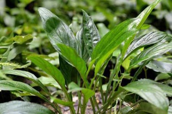 Folium Platyphylli