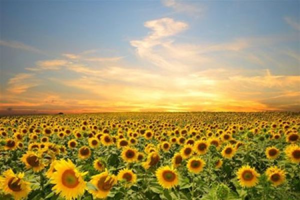 Beautiful sunflowers.